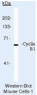 Cyclin B1 Antibody in Western Blot (WB)