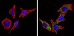Cyclin B1 Antibody in Immunocytochemistry (ICC/IF)