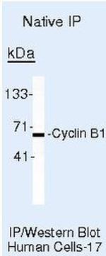 Cyclin B1 Antibody in Immunoprecipitation (IP)
