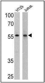 Cyclin B1 Antibody in Western Blot (WB)