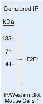 E2F1 Antibody in Immunoprecipitation (IP)