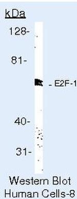 E2F1 Antibody in Western Blot (WB)