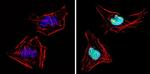 p21 Antibody in Immunocytochemistry (ICC/IF)