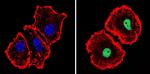 p21 Antibody in Immunocytochemistry (ICC/IF)