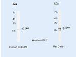 p21 Antibody in Western Blot (WB)