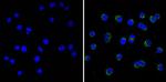 Cdk5 Antibody in Immunocytochemistry (ICC/IF)