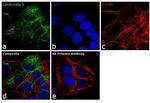Cytokeratin 5 Antibody in Immunocytochemistry (ICC/IF)