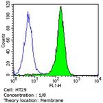 CDX2 Antibody in Flow Cytometry (Flow)