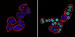 CDX2 Antibody in Immunocytochemistry (ICC/IF)