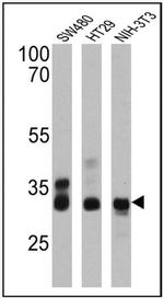 CDX2 Antibody in Western Blot (WB)