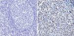 PAX5 Antibody in Immunohistochemistry (Paraffin) (IHC (P))