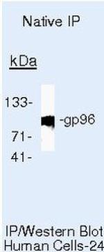 GRP94 Antibody in Immunoprecipitation (IP)