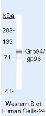 GRP94 Antibody in Western Blot (WB)