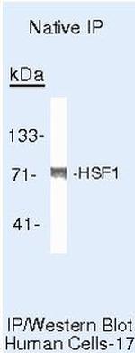 HSF1 Antibody in Immunoprecipitation (IP)