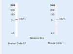 HSF1 Antibody in Western Blot (WB)