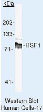 HSF1 Antibody in Western Blot (WB)