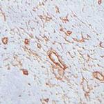 Perlecan Antibody in Immunohistochemistry (Frozen) (IHC (F))