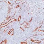 Laminin beta-2/gamma-1 Antibody in Immunohistochemistry (Frozen) (IHC (F))