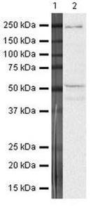 FOXP3 Antibody in Western Blot (WB)