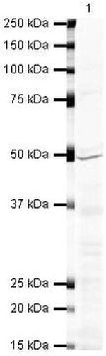 FOXP3 Antibody in Western Blot (WB)