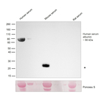 Human Serum Albumin Antibody
