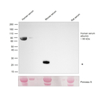 Human Serum Albumin Antibody in Western Blot (WB)
