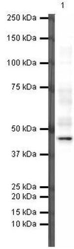 PAX5 Monoclonal Antibody (52588)