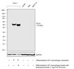 CD14 Antibody in Western Blot (WB)