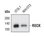 RECK Antibody in Western Blot (WB)