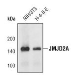 JMJD2A Monoclonal Antibody (C.37.0)