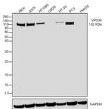 VPS34 Antibody in Western Blot (WB)