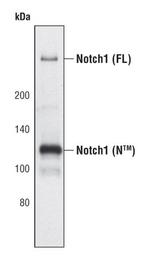 Notch1 Antibody in Western Blot (WB)