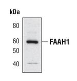 FAAH Antibody in Western Blot (WB)