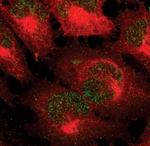 Phospho-STAT5 alpha (Tyr694) Antibody in Immunocytochemistry (ICC/IF)