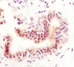 Phospho-STAT5 alpha (Tyr694) Antibody in Immunohistochemistry (Paraffin) (IHC (P))