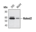 Naked2 Monoclonal Antibody (S.902.7)