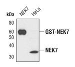 NEK7 Monoclonal Antibody (H.691.4)
