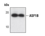 ASF1B Antibody in Western Blot (WB)