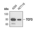 TCF3 Monoclonal Antibody (H.66.7)