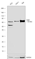 RelB Monoclonal Antibody (F.576.6)