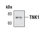 TNK1 Monoclonal Antibody (E.359.10)