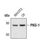 cGKI Monoclonal Antibody (T.344.1)
