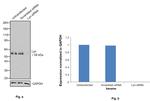 Lyn Antibody in Western Blot (WB)
