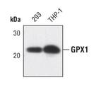 GPX1 Monoclonal Antibody (K.163.2)