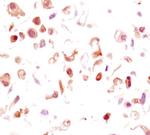 Phospho-GSK3B (Ser9) Monoclonal Antibody (C.367.3)