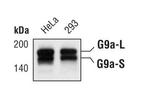 EHMT2 Antibody in Western Blot (WB)