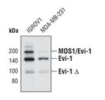 EVI1 Antibody in Western Blot (WB)