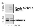 Phospho-MAPKAPK2 (Thr222) Monoclonal Antibody (T.798.4)