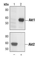AKT1 Monoclonal Antibody (G.145.7)