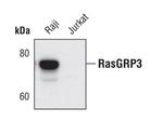 RASGRP3 Monoclonal Antibody (C.491.8)